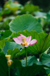 盛开的小舞妃荷花