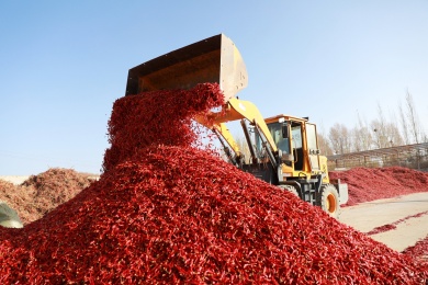 朝天椒迎丰收