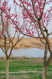 湖边的梅花林