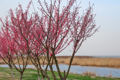 湖边的梅花林