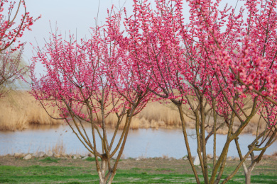 湖边的梅花林