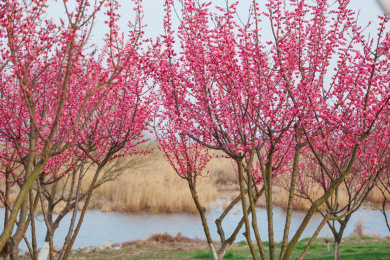 湖边的梅花林