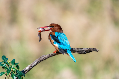 白胸翡翠鸟站在溪流边的枝头上伺机捕鱼
