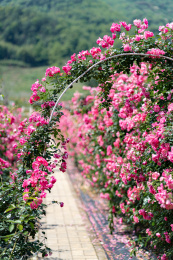 户外白昼攀缘粉色蔷薇花形成的花墙与拱门