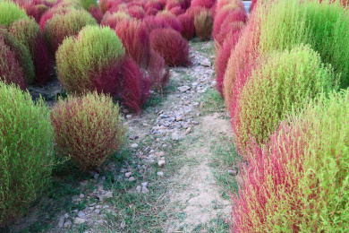 地肤草红了