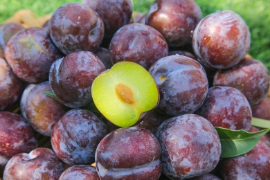 草地上放着五月脆李