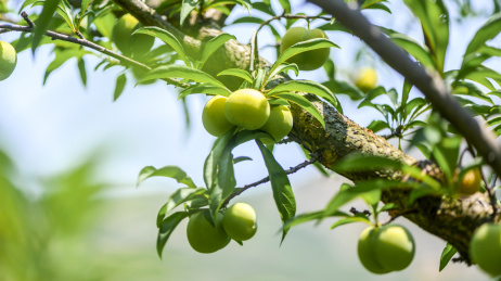 镇宁六马蜂糖李