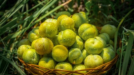 镇宁六马蜂糖李