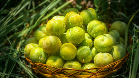 镇宁六马蜂糖李