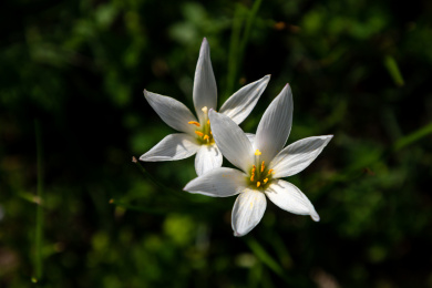 纯白发光的葱莲