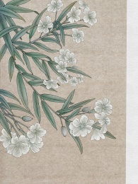 白色夹竹桃工笔画