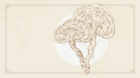 古风灵芝线稿钢笔画