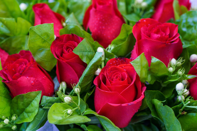 大量的鲜艳的色彩缤纷的鲜花