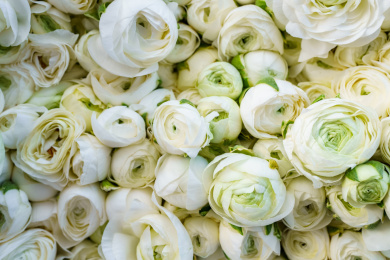 大量的鲜艳的色彩缤纷的鲜花