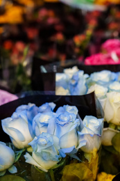 大量的鲜艳的色彩缤纷的鲜花