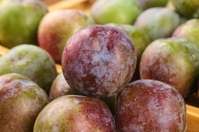 木底上的五月脆