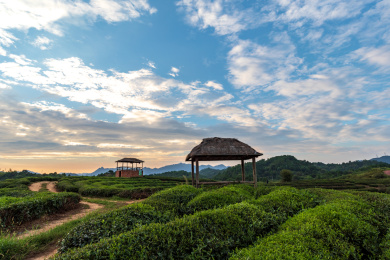 浙江杭州建德生态茶园旅游风光