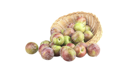 白底上的五月脆