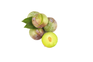 白底上的五月脆