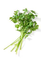 一小扎新鲜的香菜