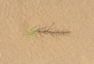 中国内蒙古乌兰布和沙漠中的一棵绿色植物