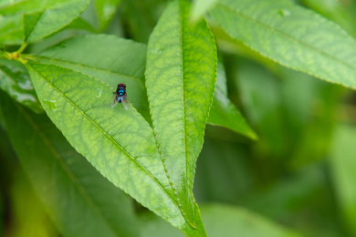 叶上昆虫特写镜头 双翅目丽蝇科动物