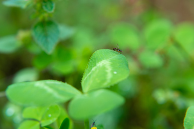 植物上昆虫特写镜头