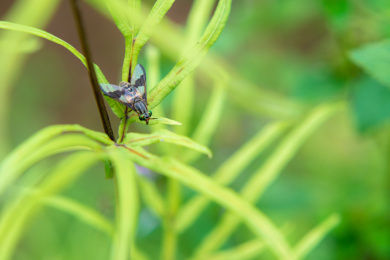植物上的昆虫特写镜头 双翅目实蝇科动物
