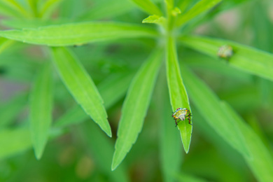 叶上昆虫特写镜头 半翅目蝽科动物
