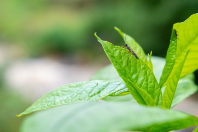 叶上昆虫特写镜头 膜翅目茧蜂科动物