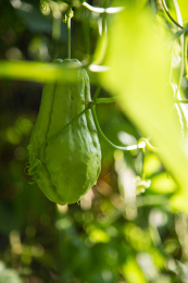 夏天的蔬菜窝瓜佛手瓜藤本植物