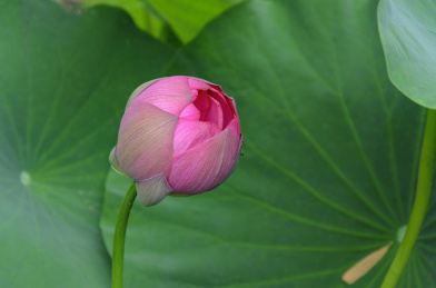 昆明大观楼荷花
