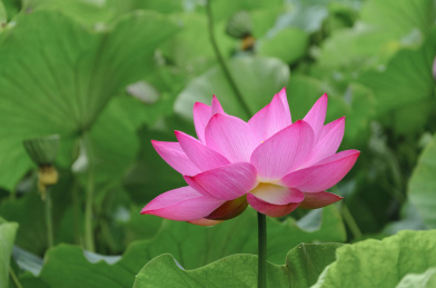 昆明大观楼荷花