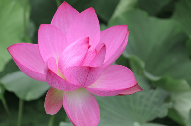 昆明大观楼荷花