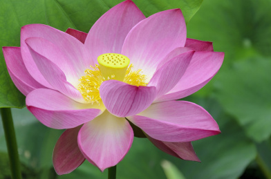 昆明大观楼荷花