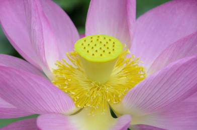 昆明大观楼荷花