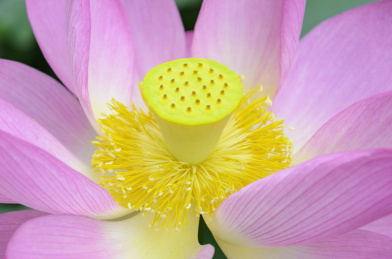 昆明大观楼荷花