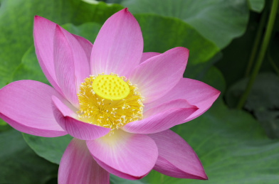 昆明大观楼荷花