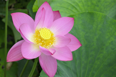 昆明大观楼荷花