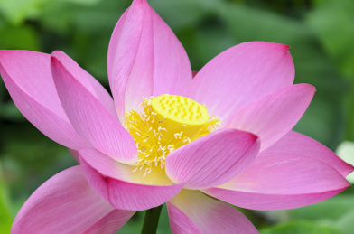 昆明大观楼荷花