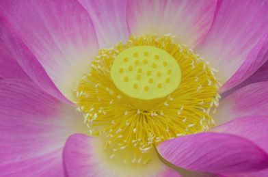 昆明大观楼荷花