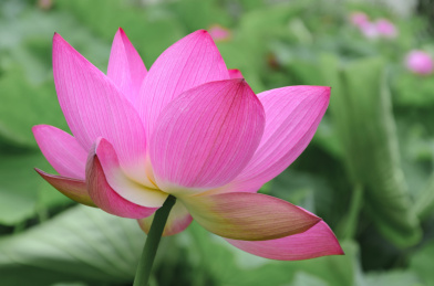 昆明大观楼荷花