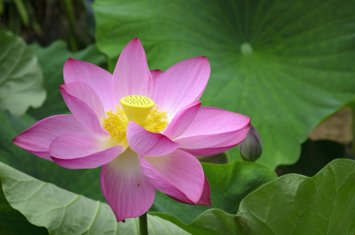 昆明大观楼荷花