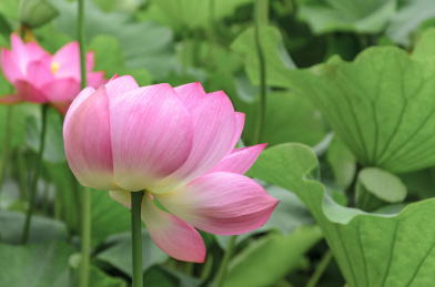 昆明大观楼荷花