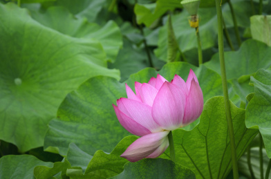 昆明大观楼荷花