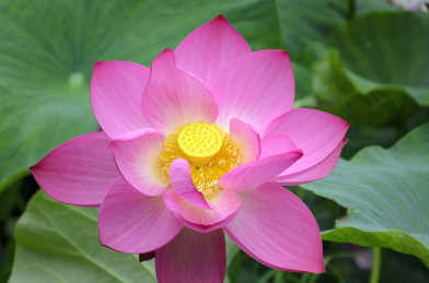 昆明大观楼荷花