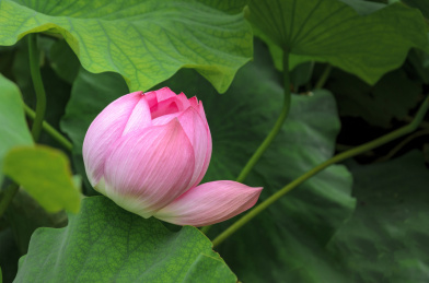 昆明大观楼荷花