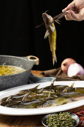 用筷子夹起来的黄蜡丁鱼昂刺鱼