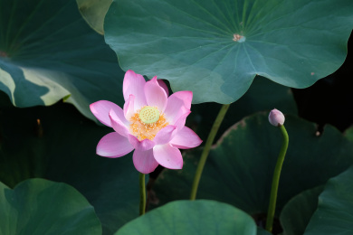 夏季荷塘盛开的荷花特写素材