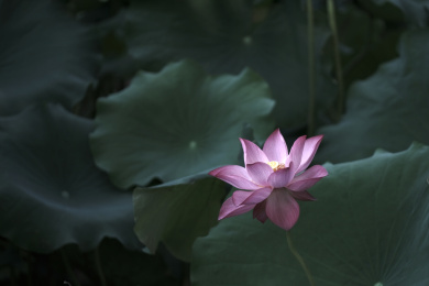 夏季荷塘盛开的荷花特写素材